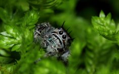 jumping spider macro 1280x800