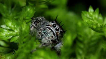 jumping spider macro 1280x800