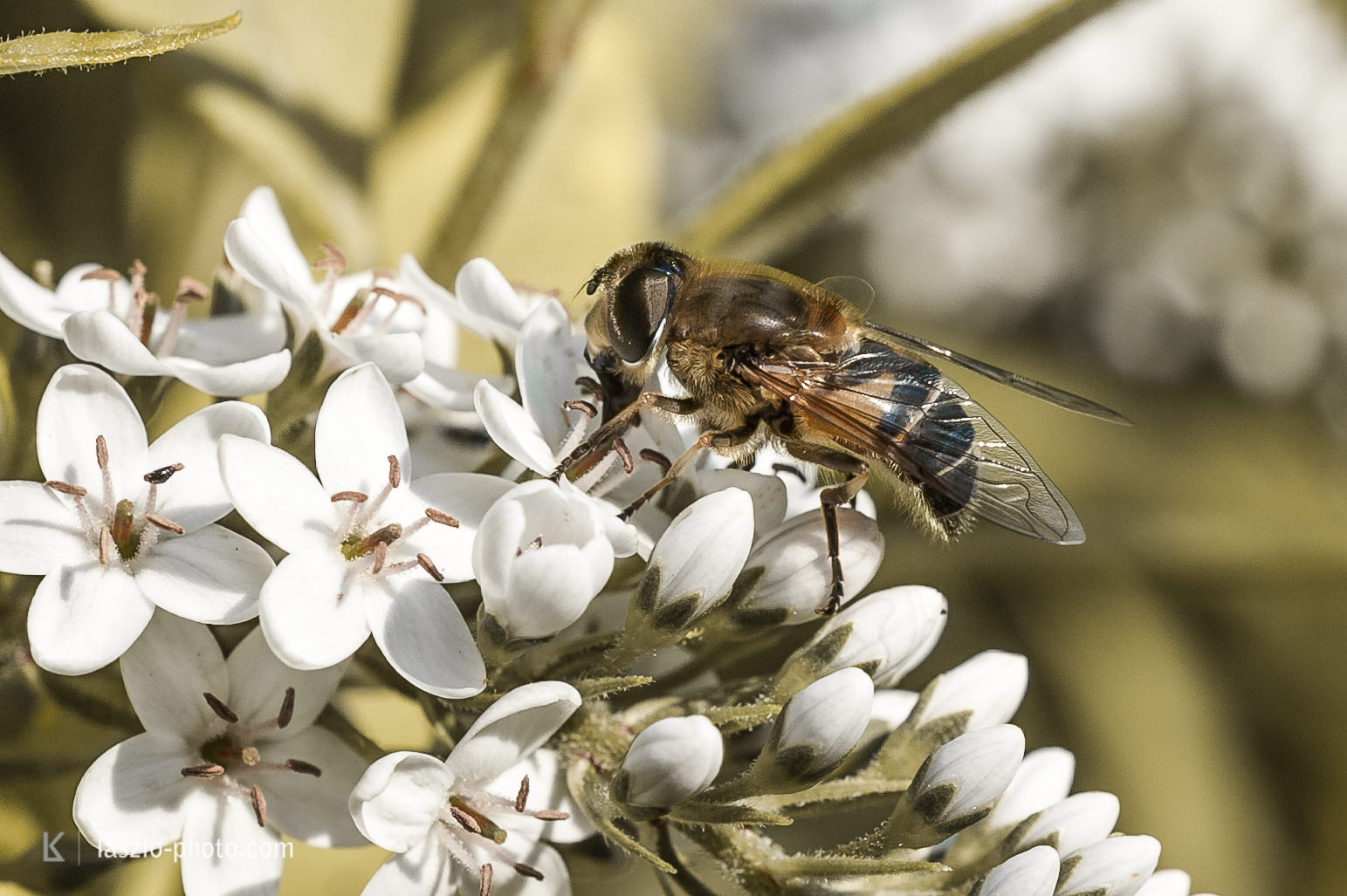 Bienen, Freihand-Makro