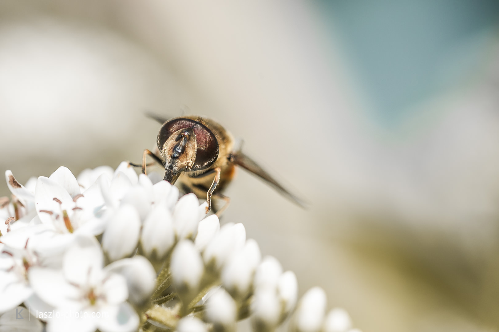 Bienen, Freihand-Makro